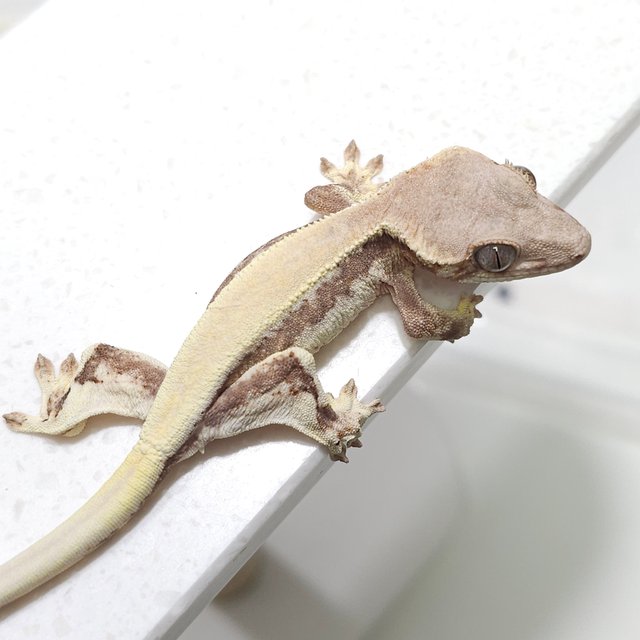 릴리 세이블 드리피 솔리드백