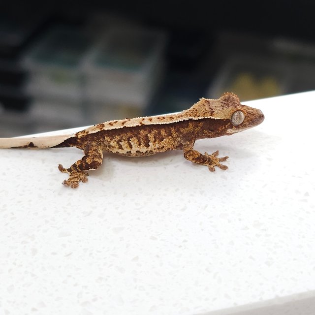 노멀 트라이 드리피 익스트림할리퀸 화이트스팟 텐저린