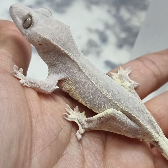 프라푸치노