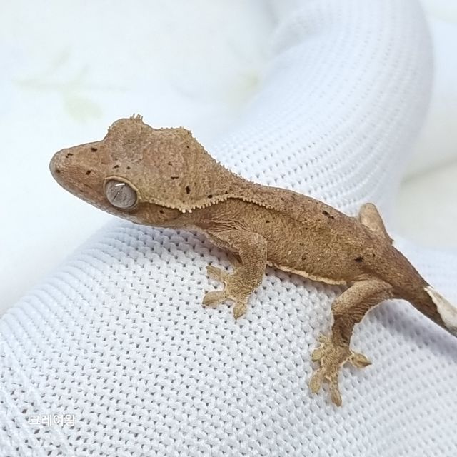 슈퍼달마시안
