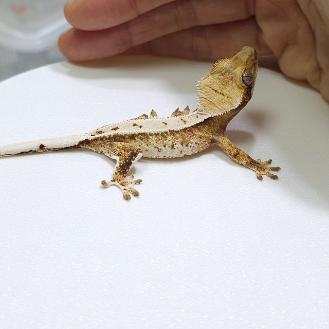 노멀 트라이 드리피 익스트림할리퀸 화이트스팟 화이트핀