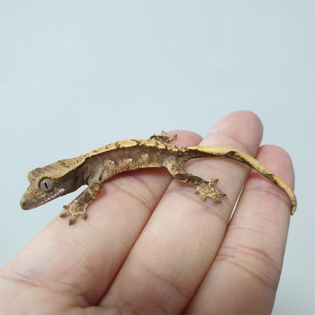 트라이