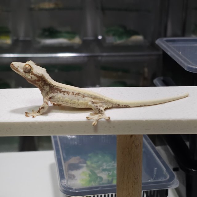 릴리100%헷아잔틱 릴잔틱 아잔틱 100%헷아잔틱