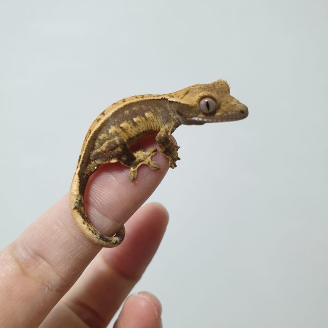 트라이