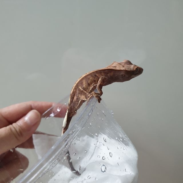 카푸치노