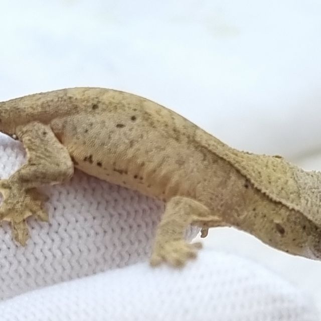 슈퍼달마시안