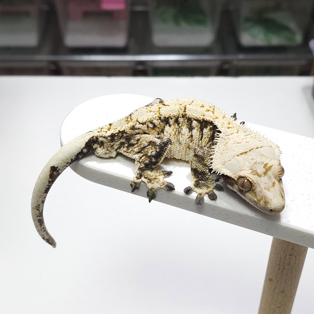 노멀 화이트포트홀 화이트핀 화이트크라운 화이트스팟 드리피