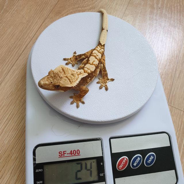 노멀 트라이 익스트림할리퀸 화이트핀 크림 화이트