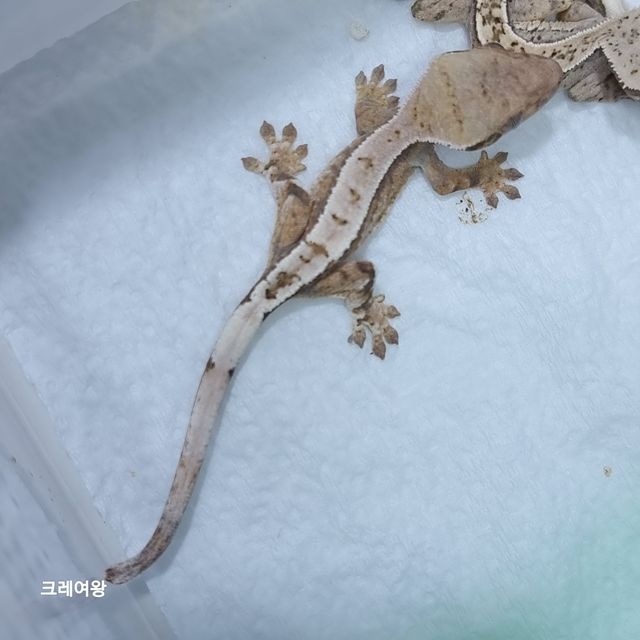 세이블