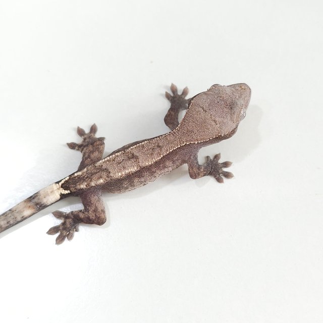 하이포 카푸치노