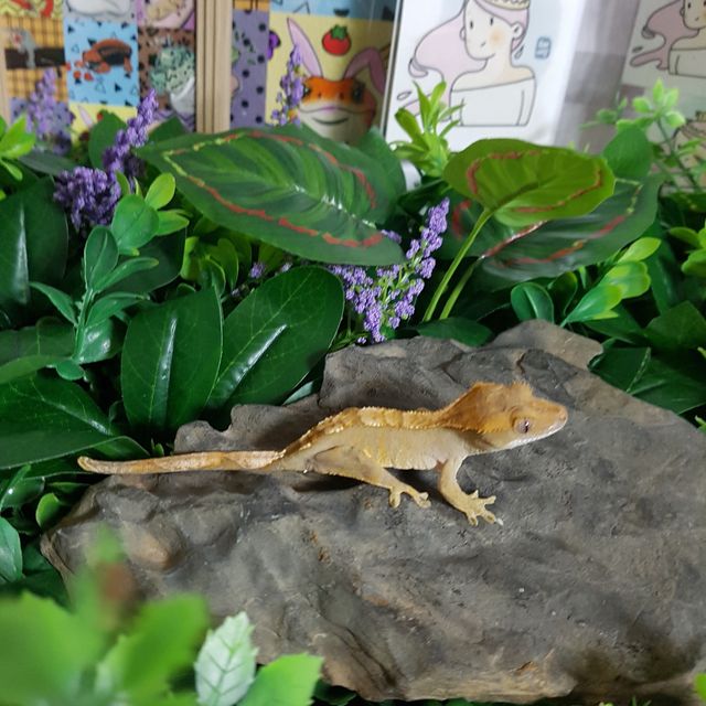 다크 블랙 플레임