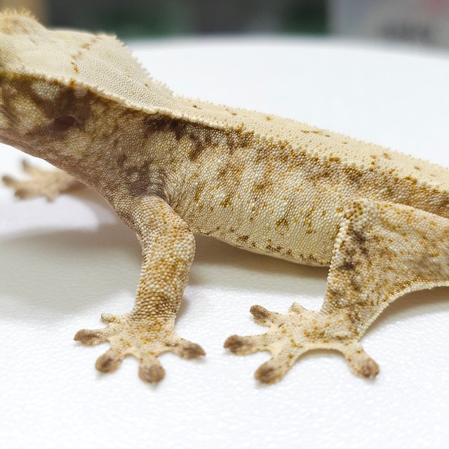 노멀 트라이 드리피 화이트스팟 화이트포트홀 화이트핀