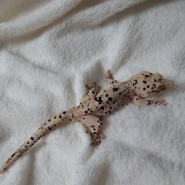 달마시안