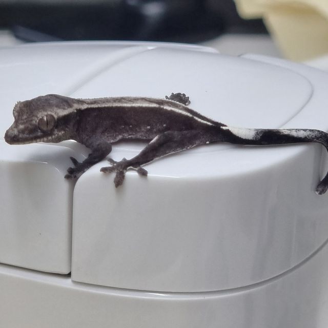 아잔틱