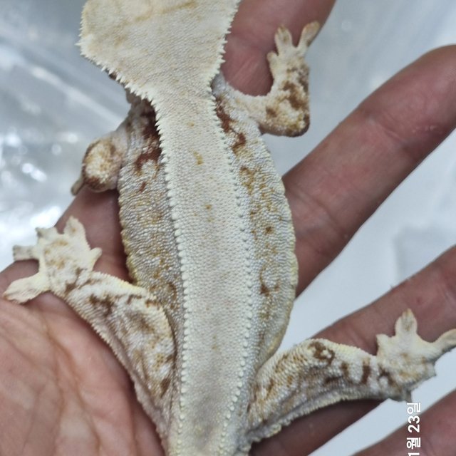 레드 릴리화이트