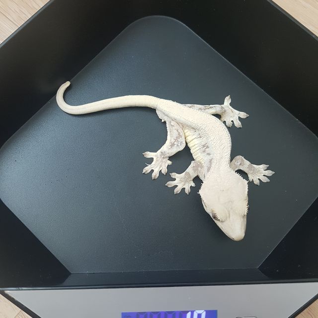 릴리화이트 트라이 화이트핀 레드 익스트림할리퀸 화이트