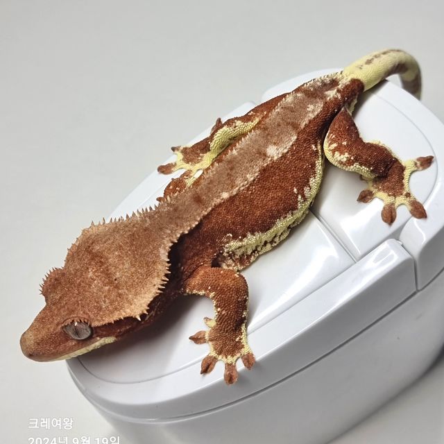 레드 팬텀 릴리화이트