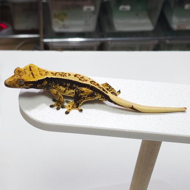 노멀 트라이 풀핀 쿼드 텐저린 슈퍼스트라이프