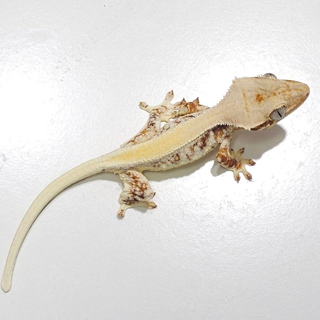 솔리드백 릴리화이트