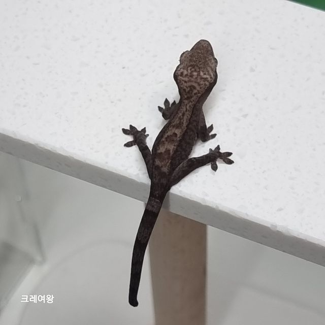 루왁