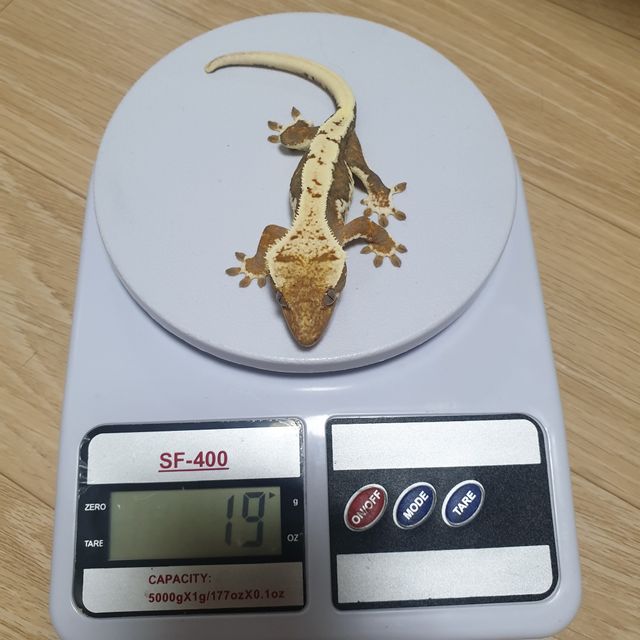 릴리화이트 트라이 화이트핀 다크 익스트림할리퀸 텐저린