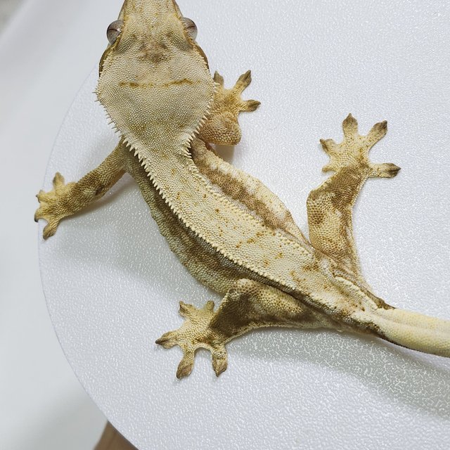 드리피 쿼드 옐로우 크림 화이트