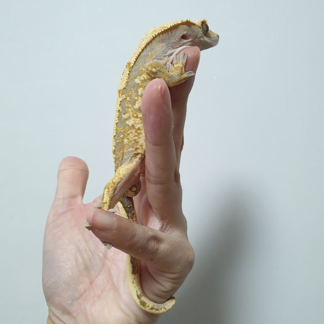 트라이 익스트림할리퀸