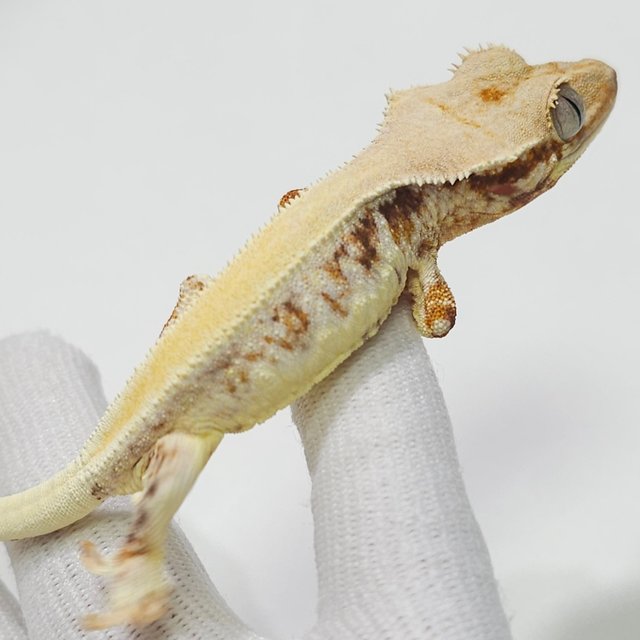 솔리드백 릴리화이트