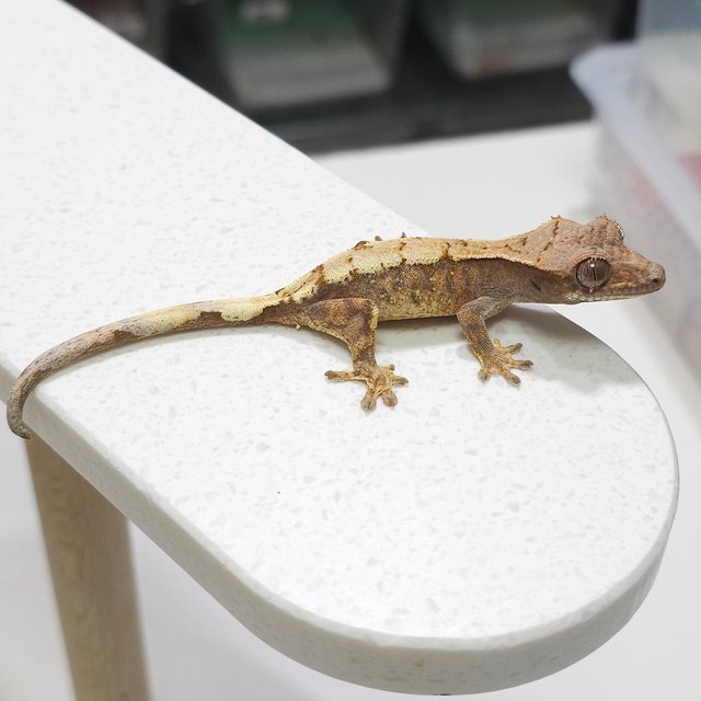 세이블 트라이 익스트림할리퀸 드리피 화이트스팟 화이트포트홀