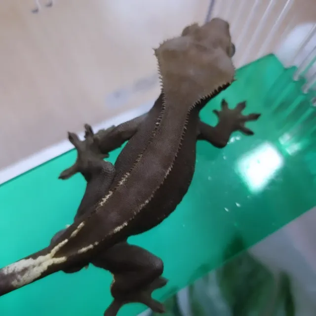 아잔틱