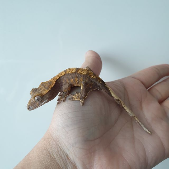 익스트림할리퀸