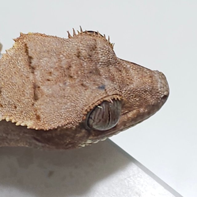 세이블 트라이 익스트림할리퀸 드리피 화이트스팟 화이트포트홀