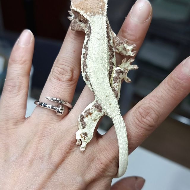 프라푸치노