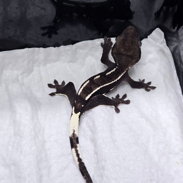 아잔틱