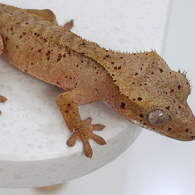 슈퍼달마시안 달마시안 레드 노멀