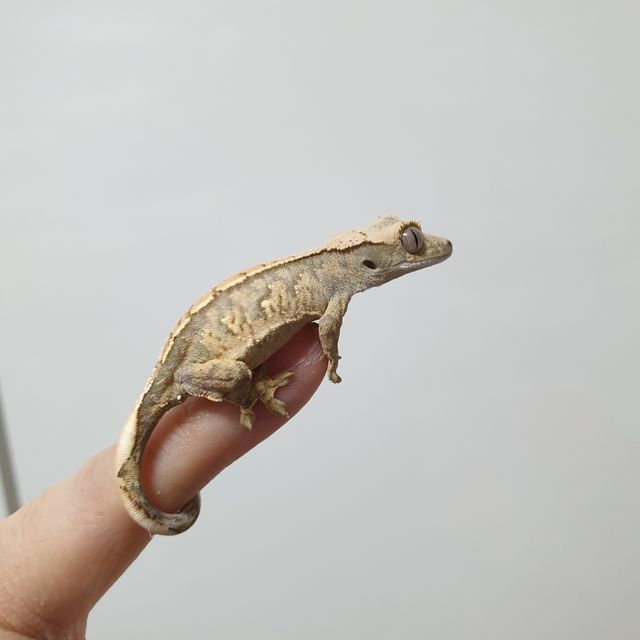 트라이 익스트림할리퀸