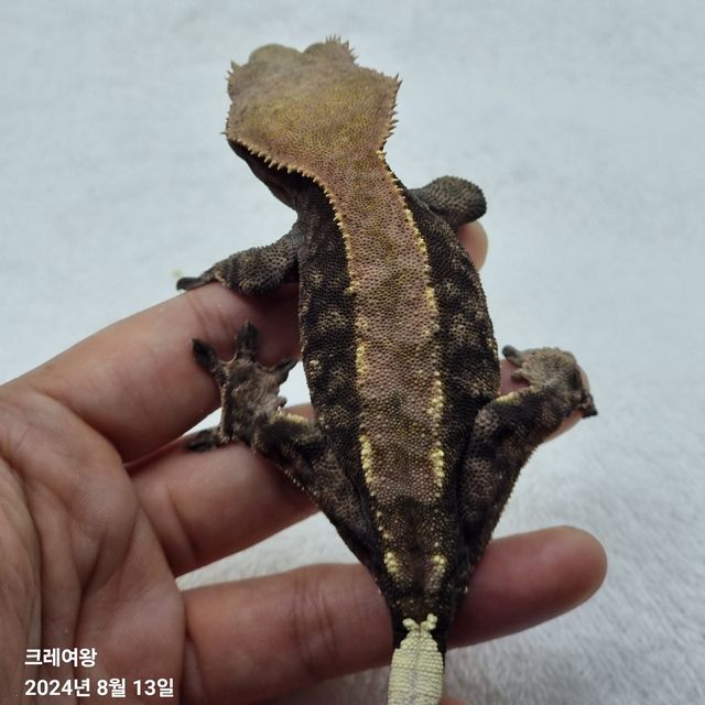 카푸치노