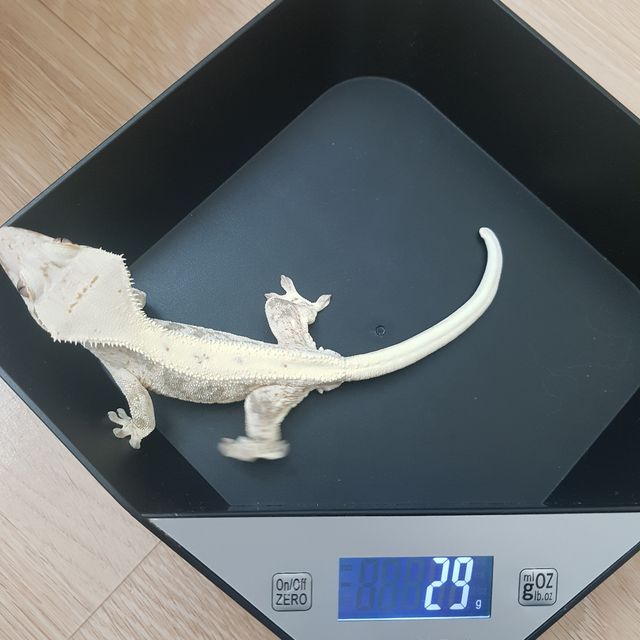 릴리화이트 화이트핀 화이트포트홀 화이트스팟 화이트 트라이