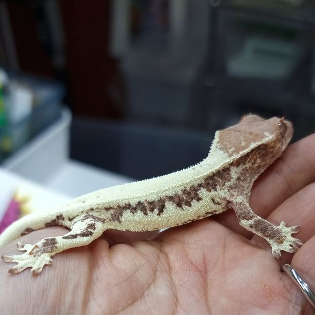 프라푸치노