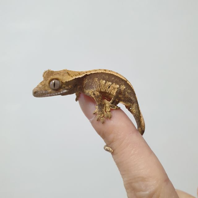 트라이