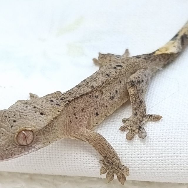 슈퍼달마시안