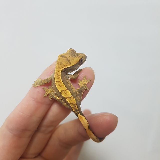 노멀 쿼드 다크 블랙