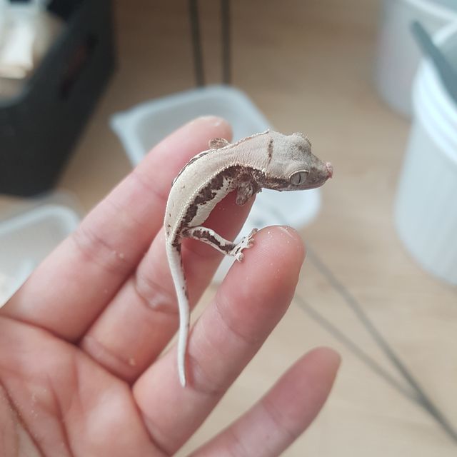 프라푸치노