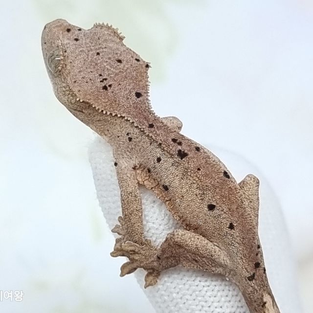 슈퍼달마시안