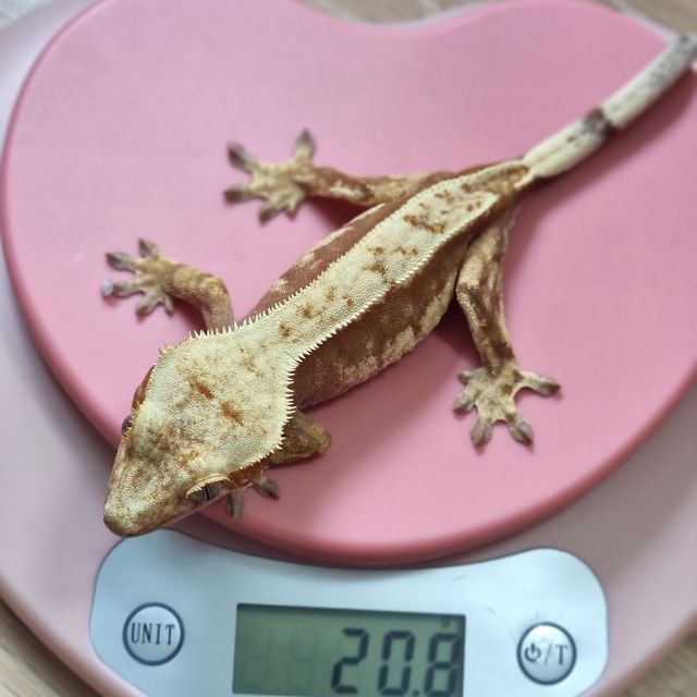 레드 노멀