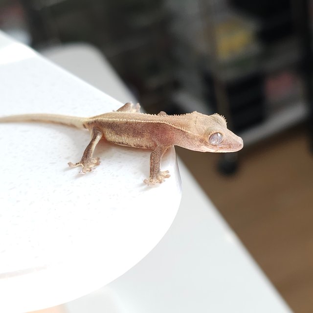 하이포 릴리화이트