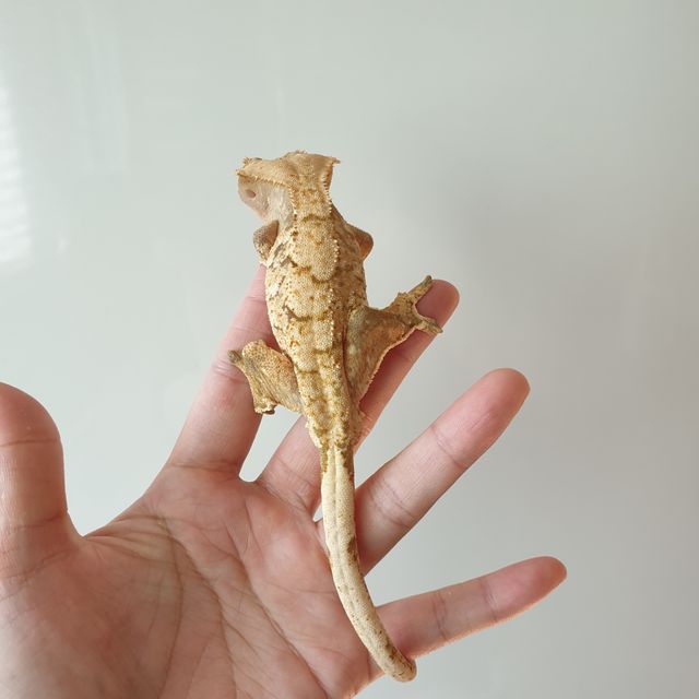 노멀 트라이 익스트림할리퀸