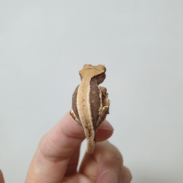 릴리화이트 레드