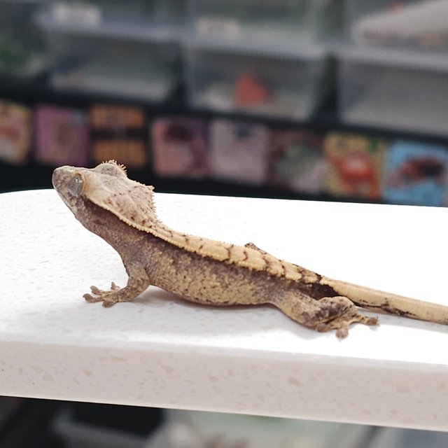 노멀 트라이 드리피 익스트림할리퀸 화이트스팟 화이트포트홀