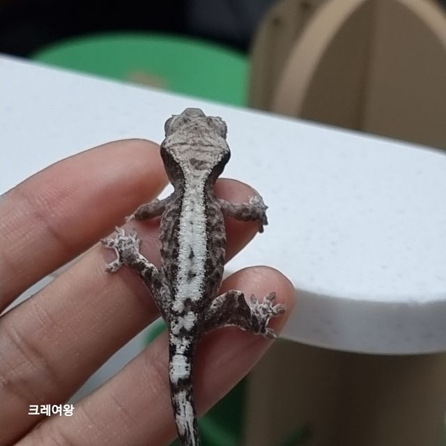루왁 릴리